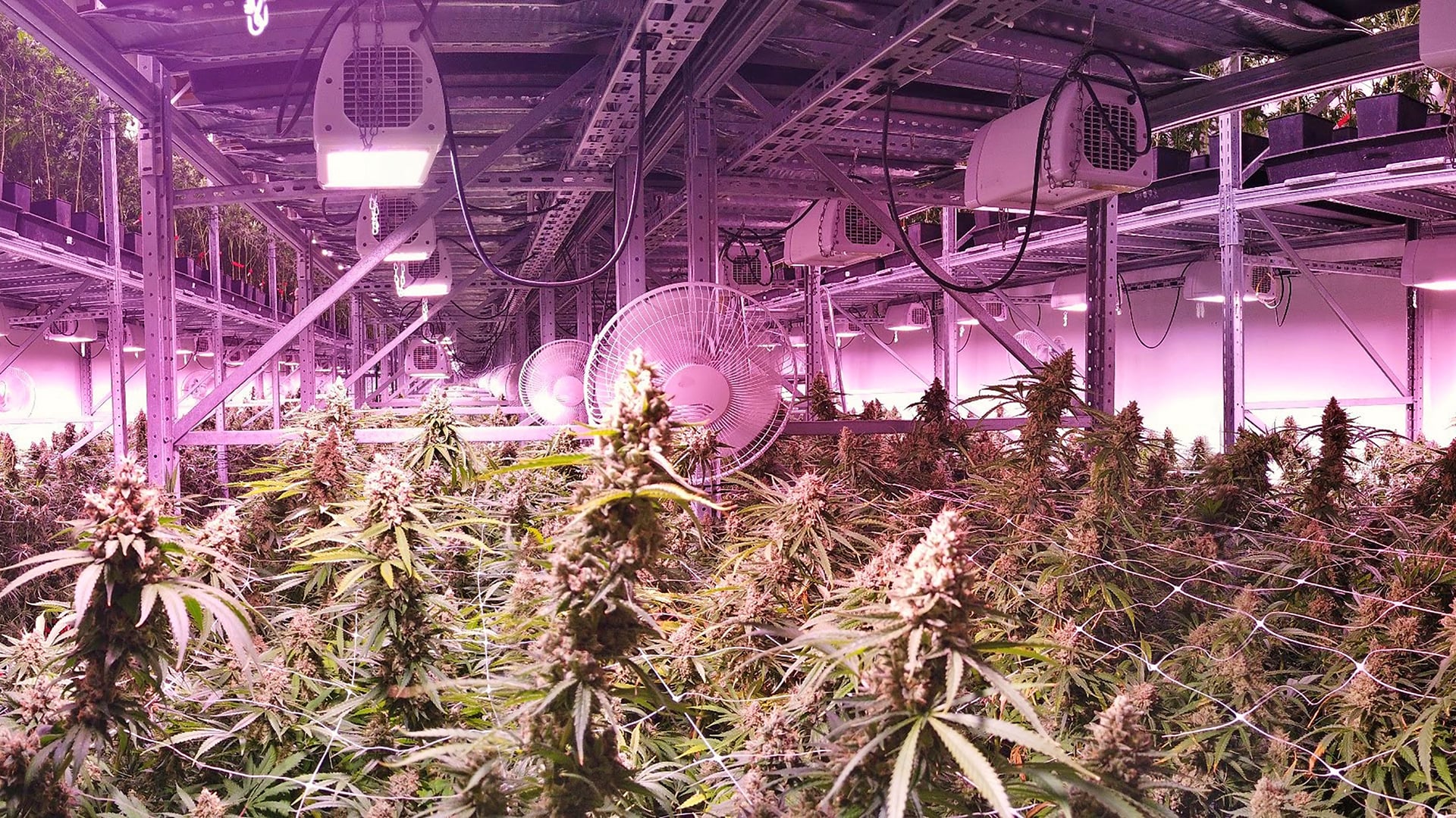 high-or-low-cfm-what-s-best-for-my-grow-room